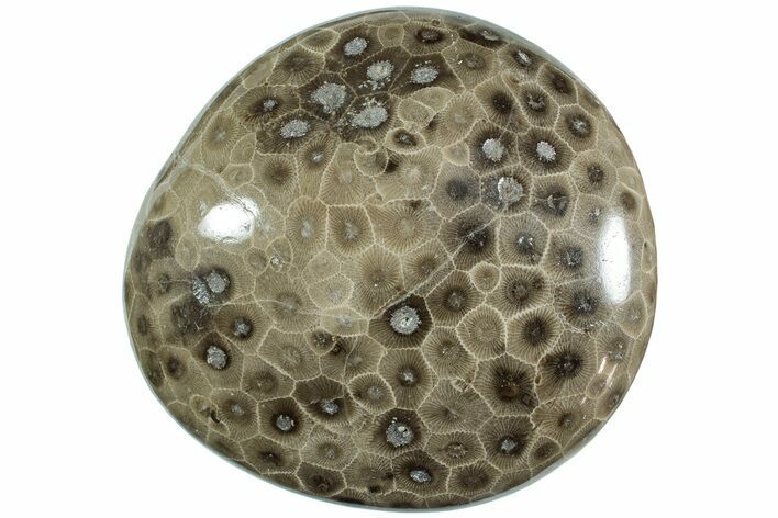 Polished Petoskey Stone (Fossil Coral) - Michigan #227544